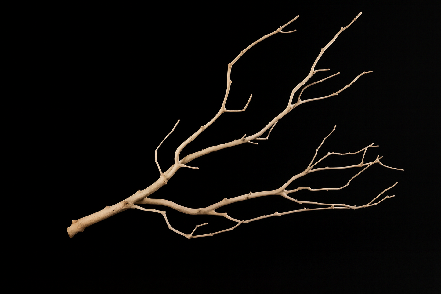 Manzanita Branch