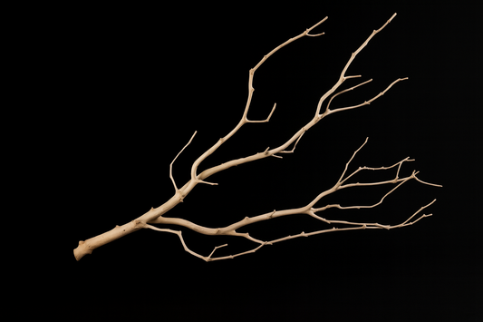 Manzanita Branch