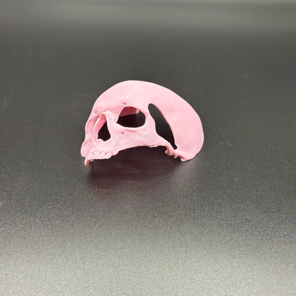 Skull Hide By Orbit Ranch
