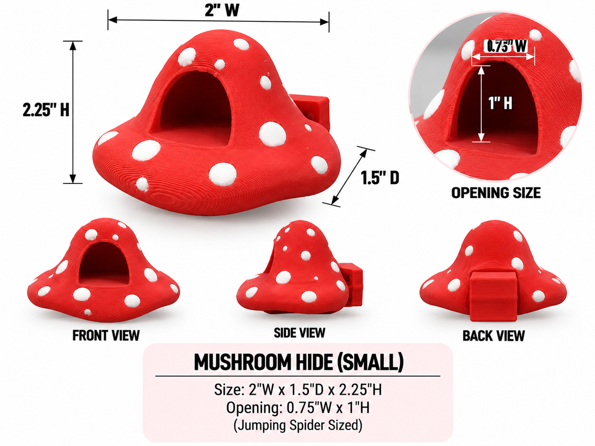Mushroom Jumping Spider Hide