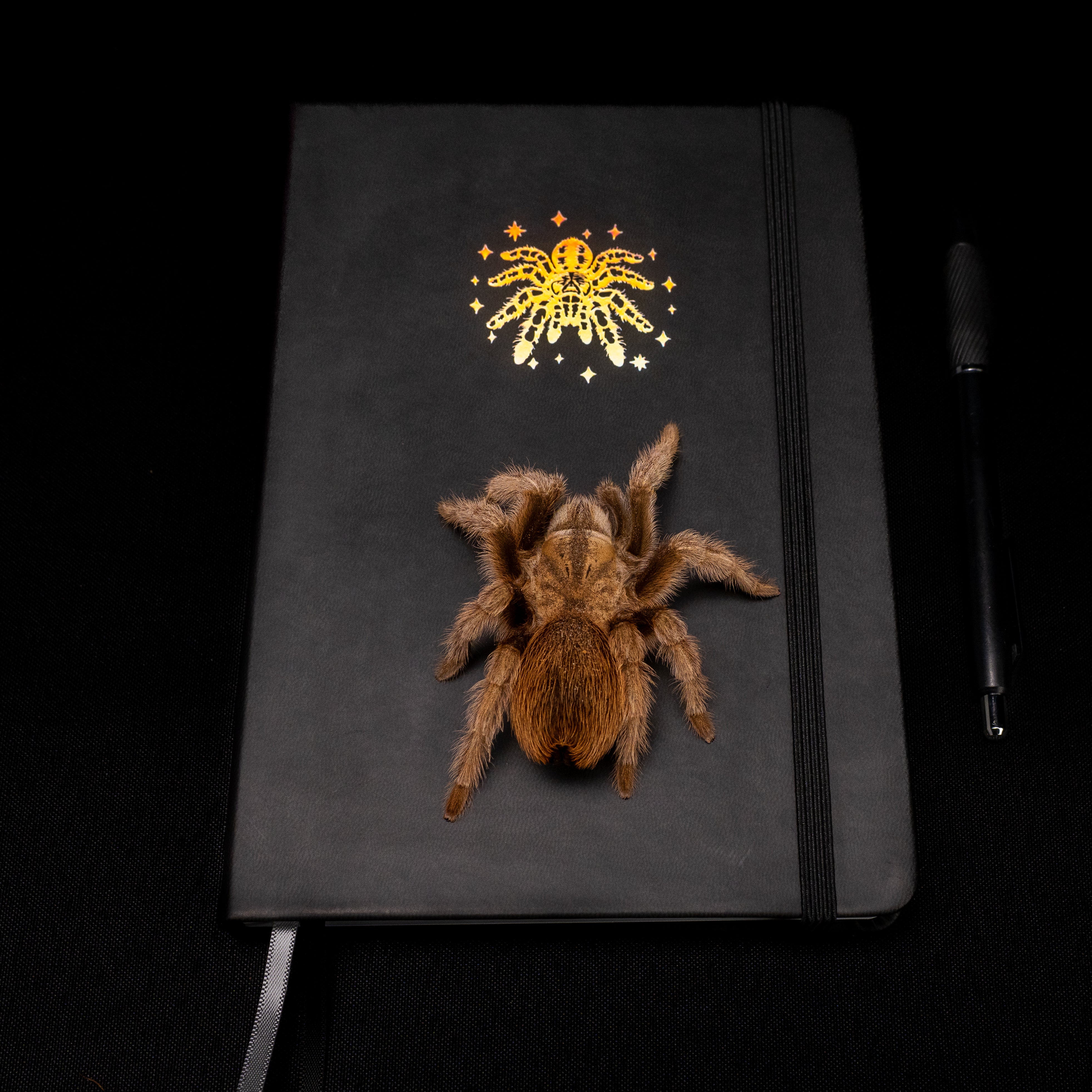 Webs of Creativity Journal