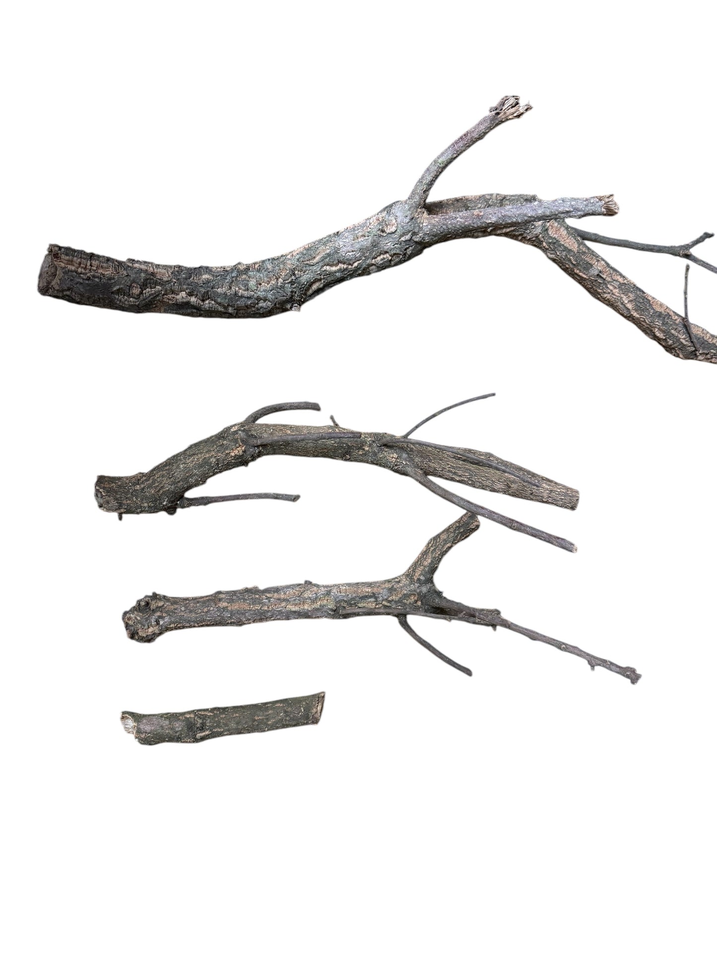 Single Cork Branch