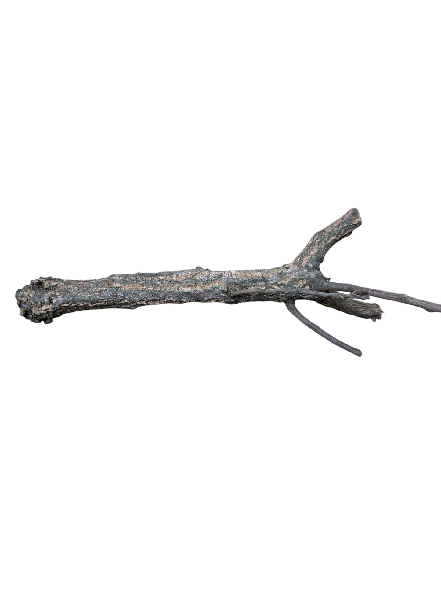 Single Cork Branch