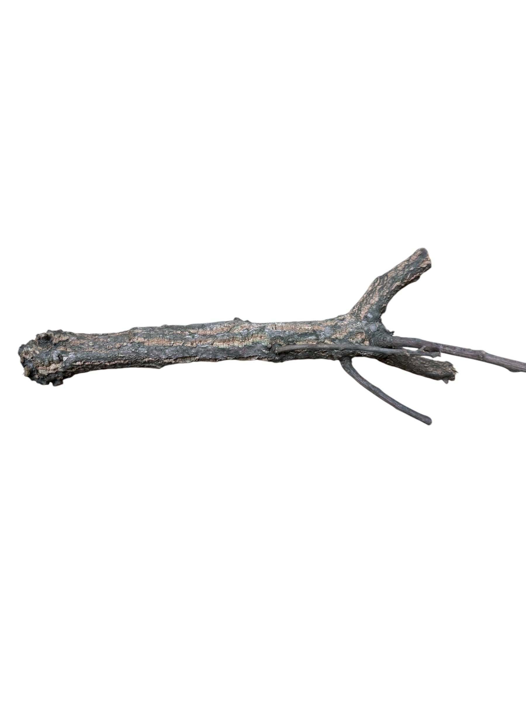 Single Cork Branch (Assorted Shapes)