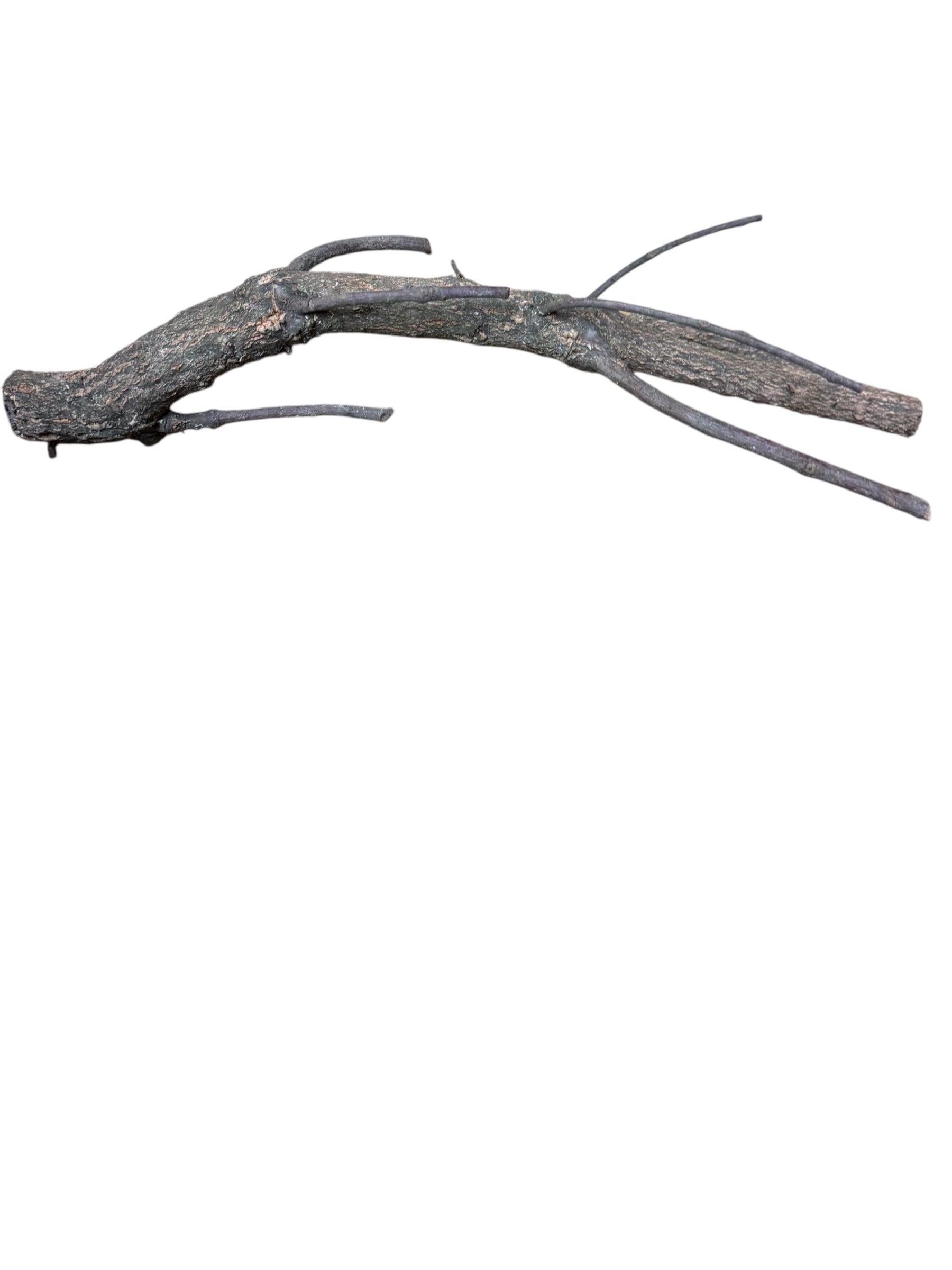 Single Cork Branch (Assorted Shapes)