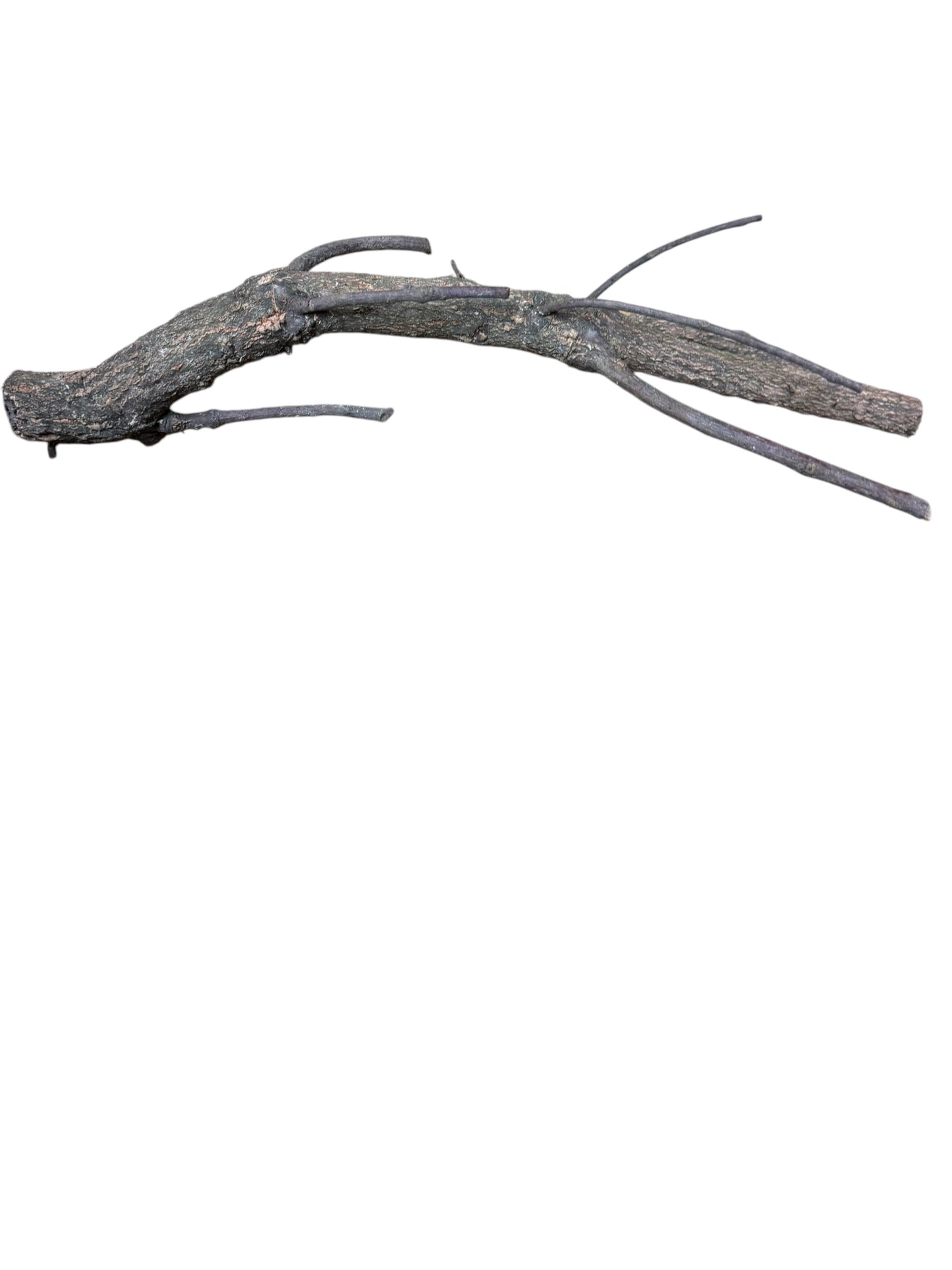 Single Cork Branch