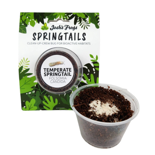 Josh's Frogs Wholesale Temperate Springtail Hanger Cup - Folsomia candida (4 oz.)