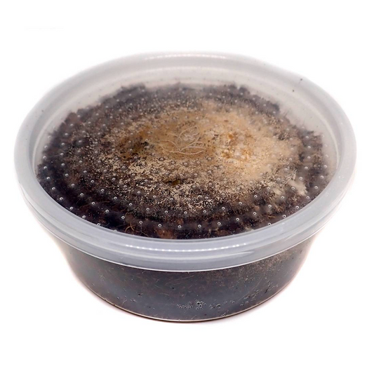 Josh's Frogs Temperate Springtail (Collembola) Culture (8 oz.)