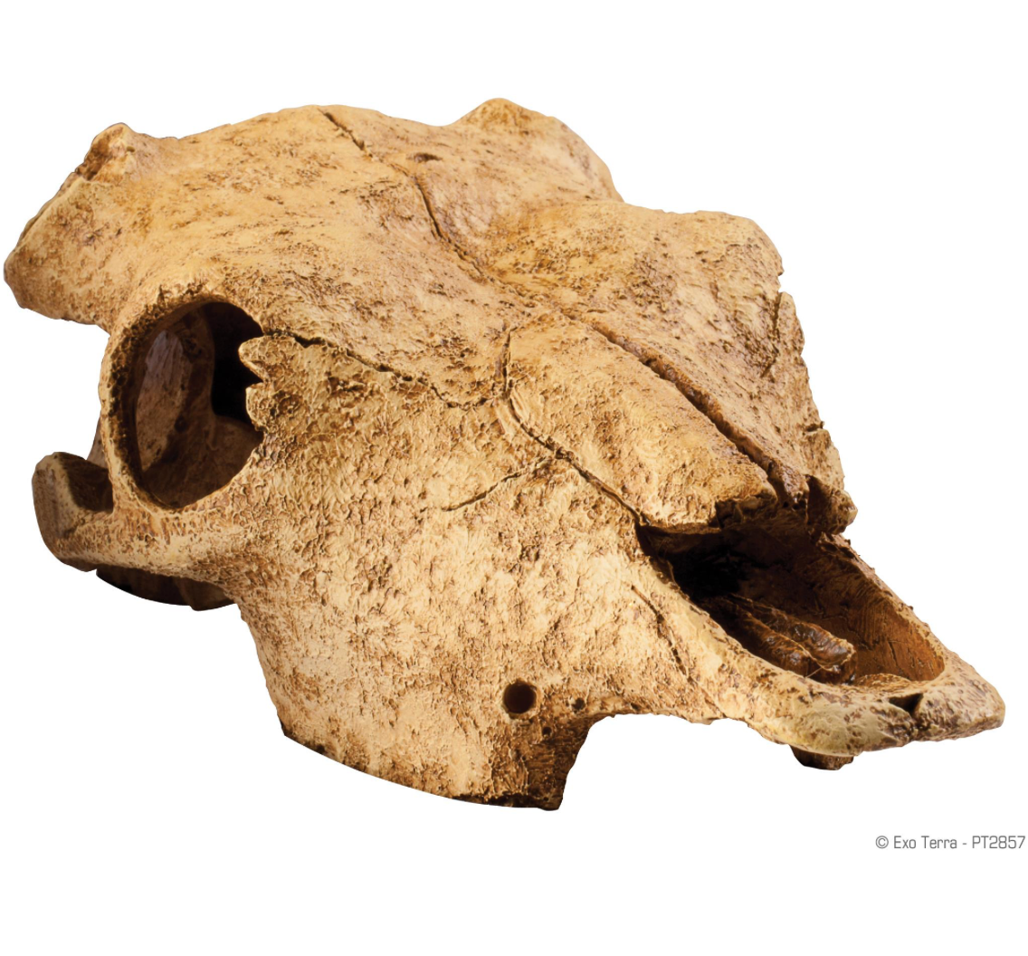 Exo Terra Buffalo Skull