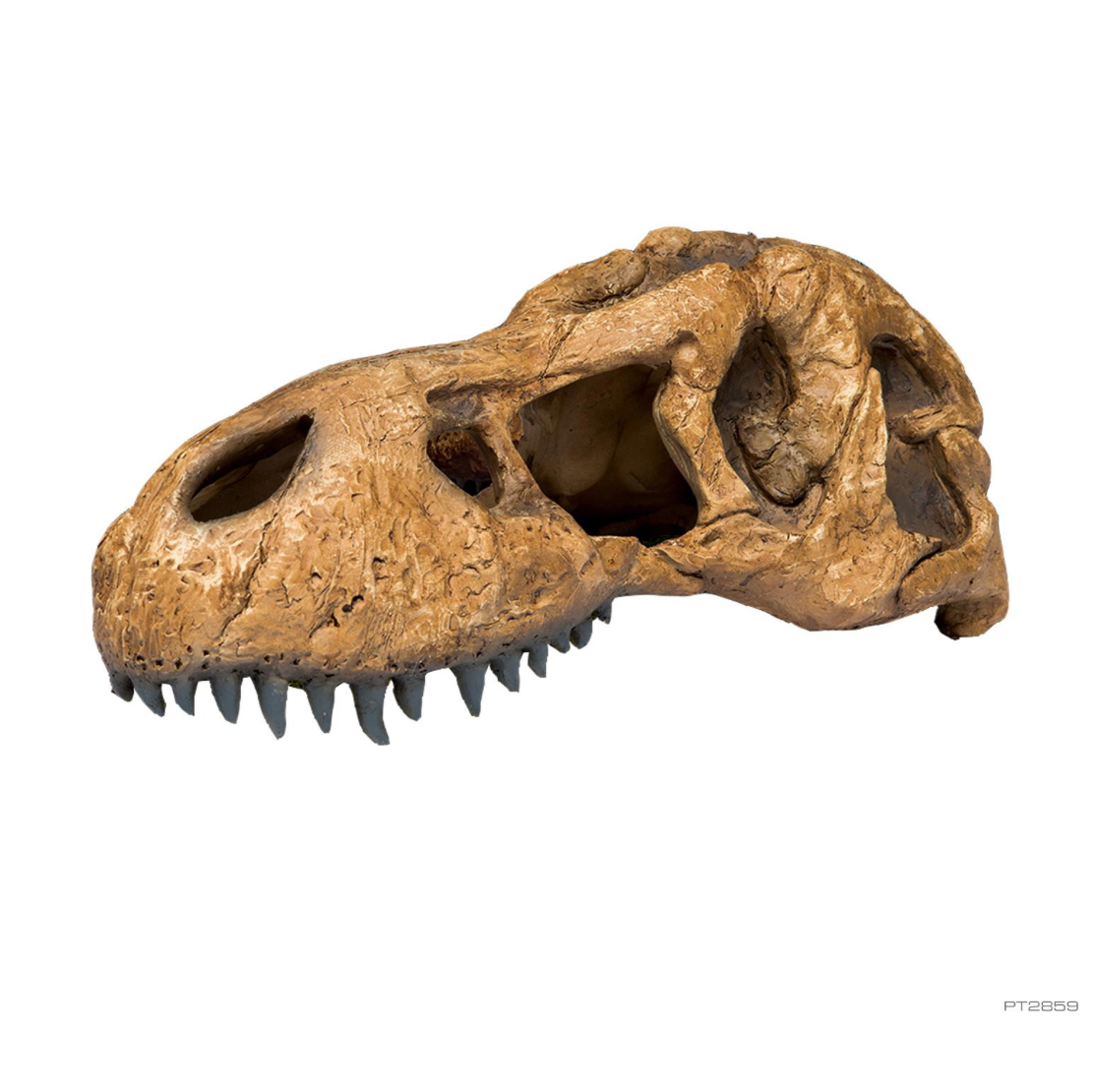 Exo Terra T-Rex Skull