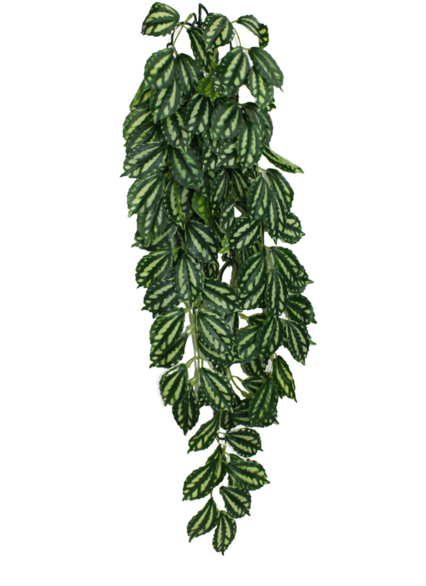 Komodo Zebrina Hanging Plant 1ea/LG, 26 in