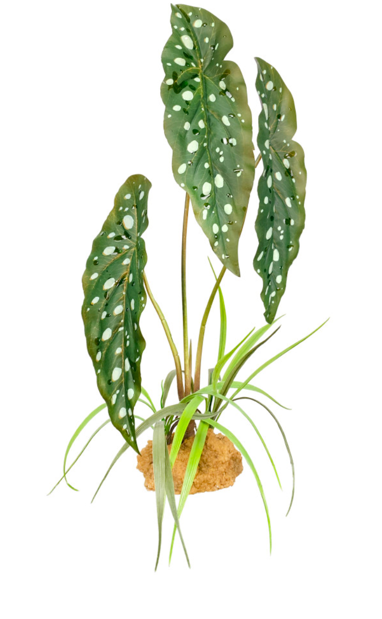 Komodo Standing Plant Spotted Begonia, 1ea/18 in
