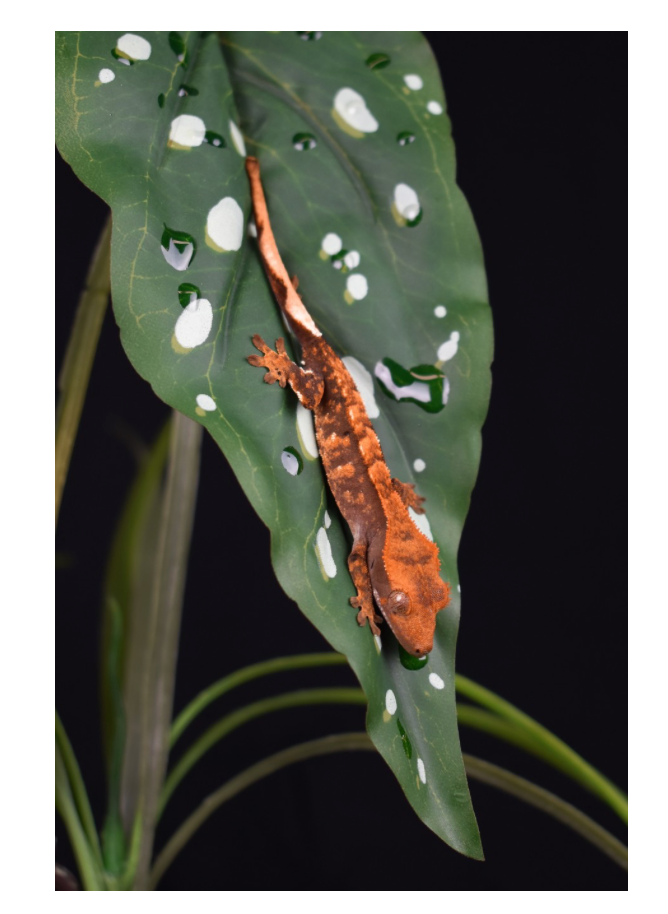 Komodo Standing Plant Spotted Begonia, 1ea/18 in