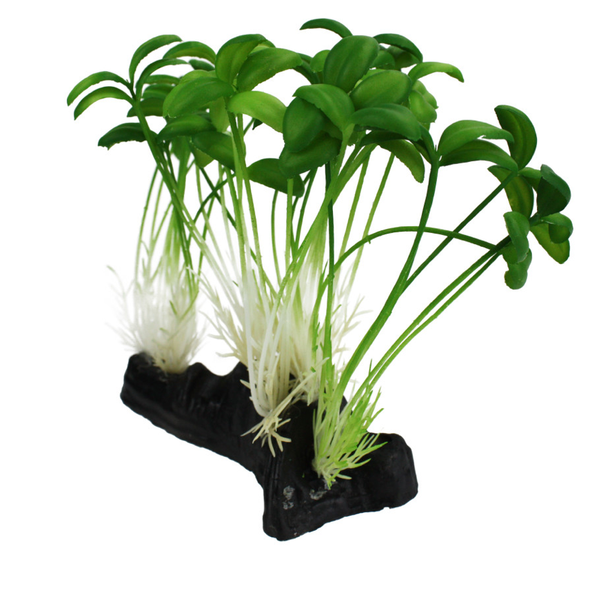 Komodo Sprout Plant 1ea/One Size