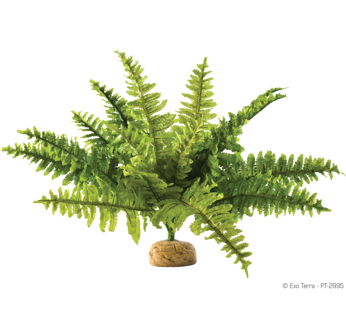 Exo Terra Boston Fern Terrarium Plant