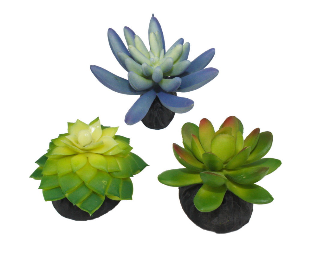 Komodo Desert Succulent Plant