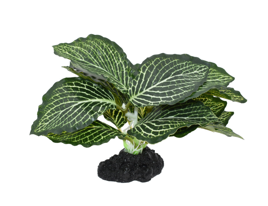 Komodo Standing Vein Plant