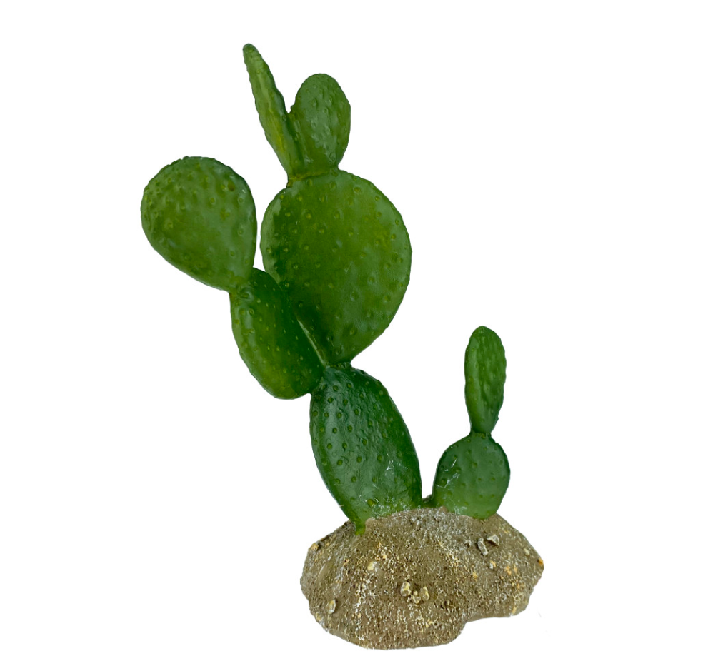 Komodo Cactus Plant Prickly Pear 1ea/6.3 in