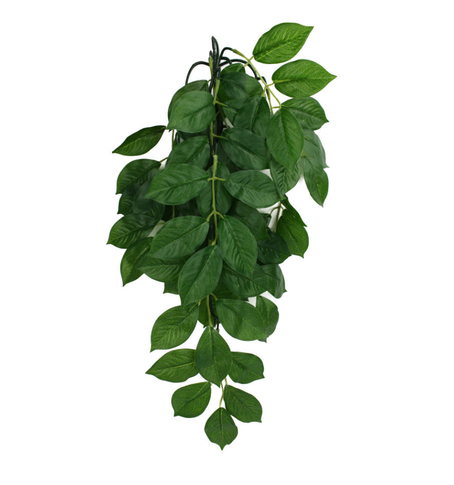 Komodo Green Leaf Hanging Plant 1ea/SM, 16 in