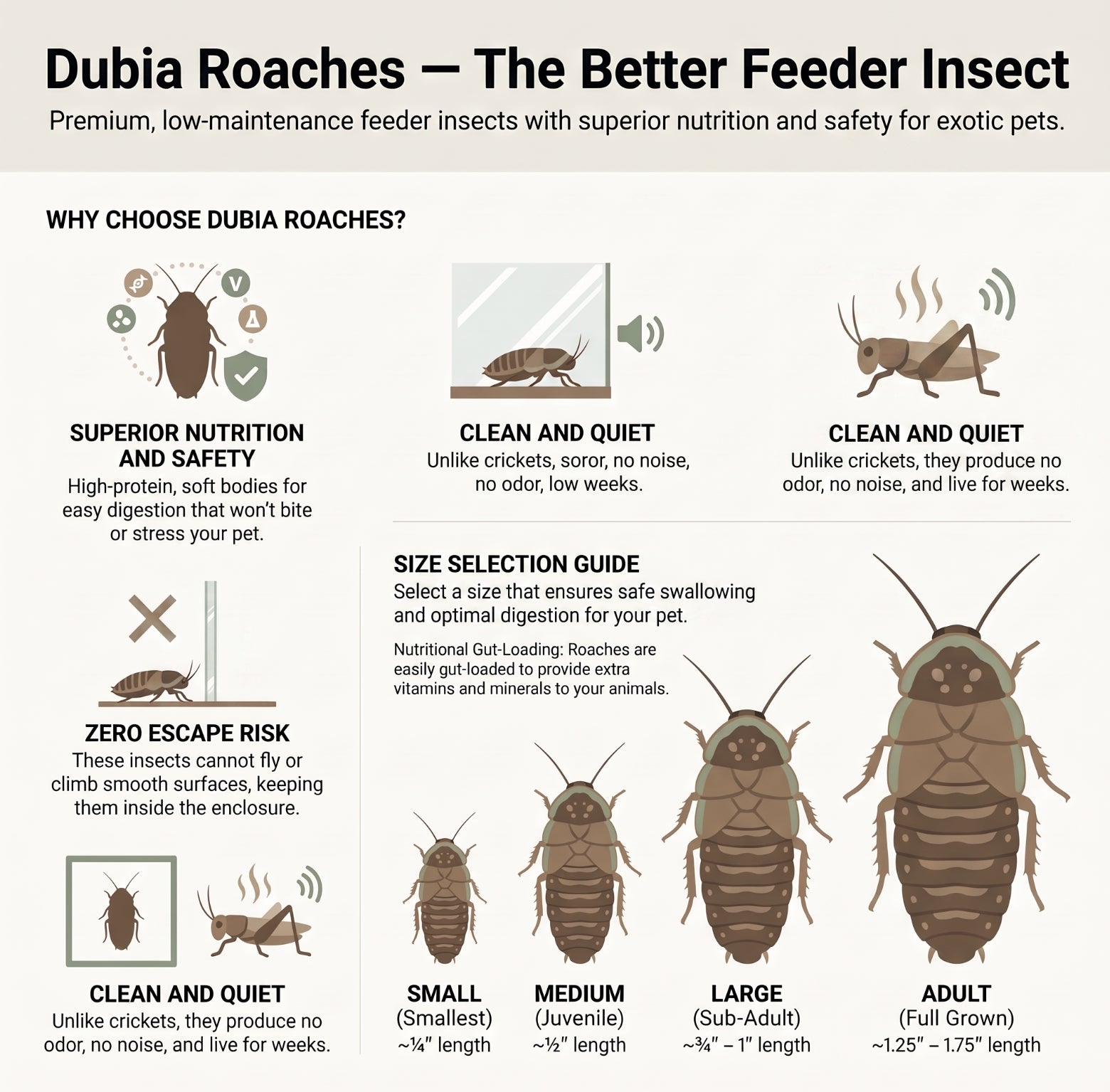 Dubia Roaches (Midwest Shipping only) Experimental Launch
