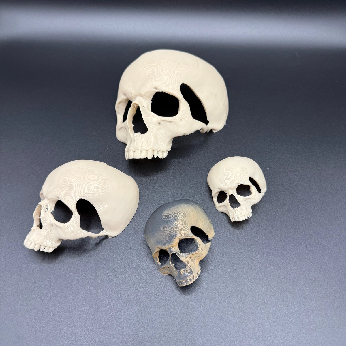 Skull Hide By Orbit Ranch