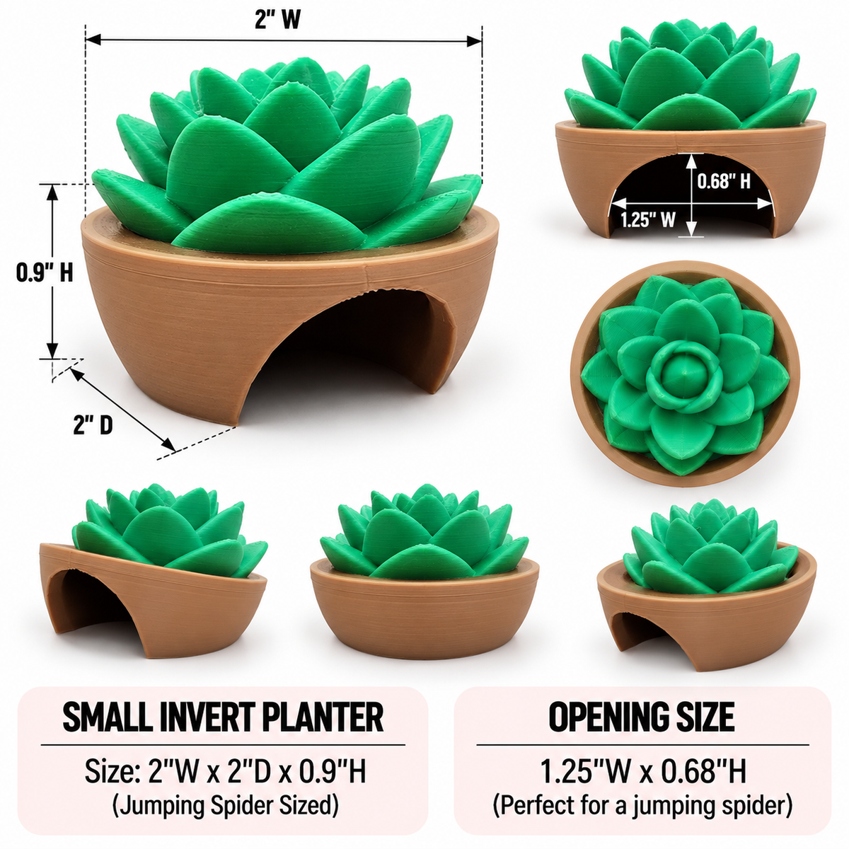 Succulent Hide For Jumping Spiders