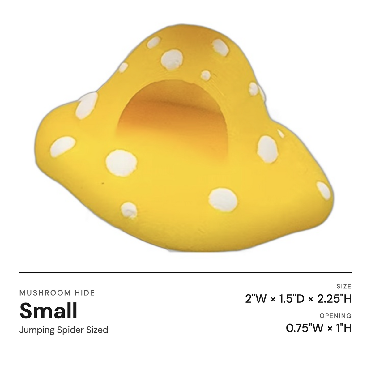 Mushroom Ledge For Jumping Spiders