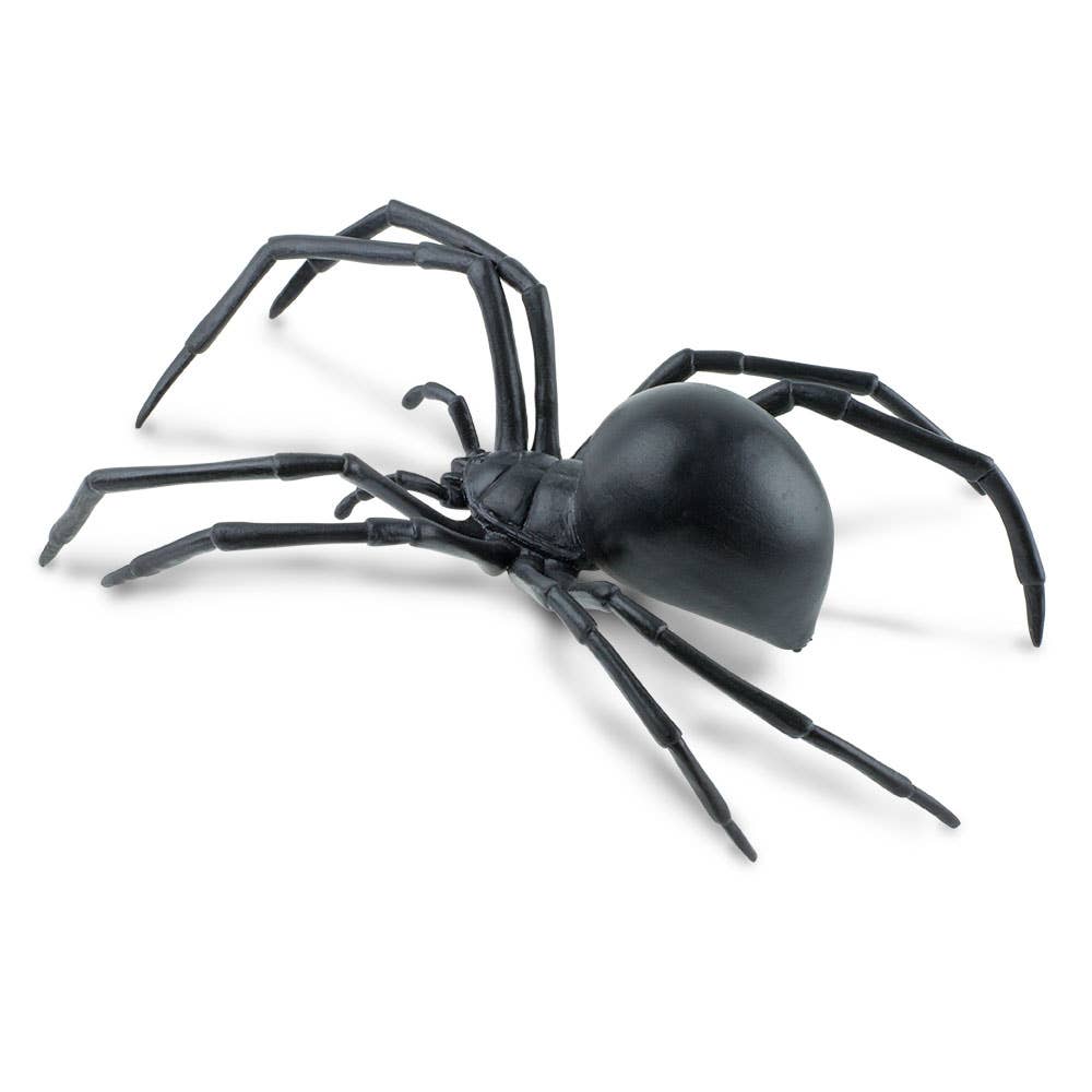 Black Widow Spider