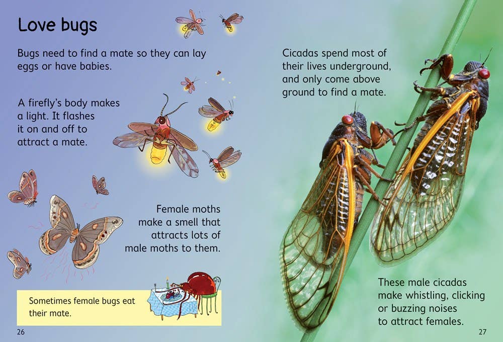 HarperCollins - Bugs : Usborne Beginners