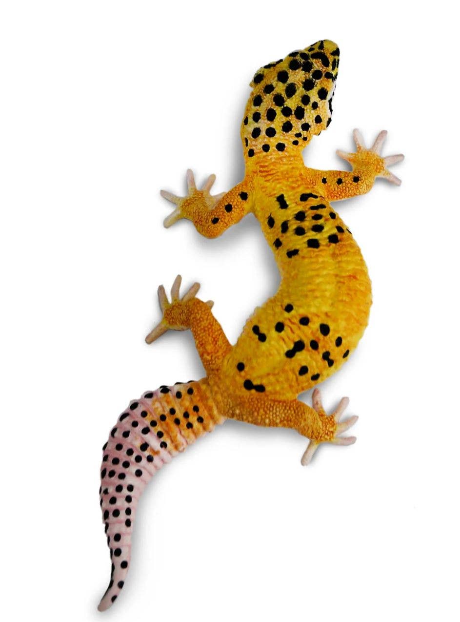 Leopard Gecko