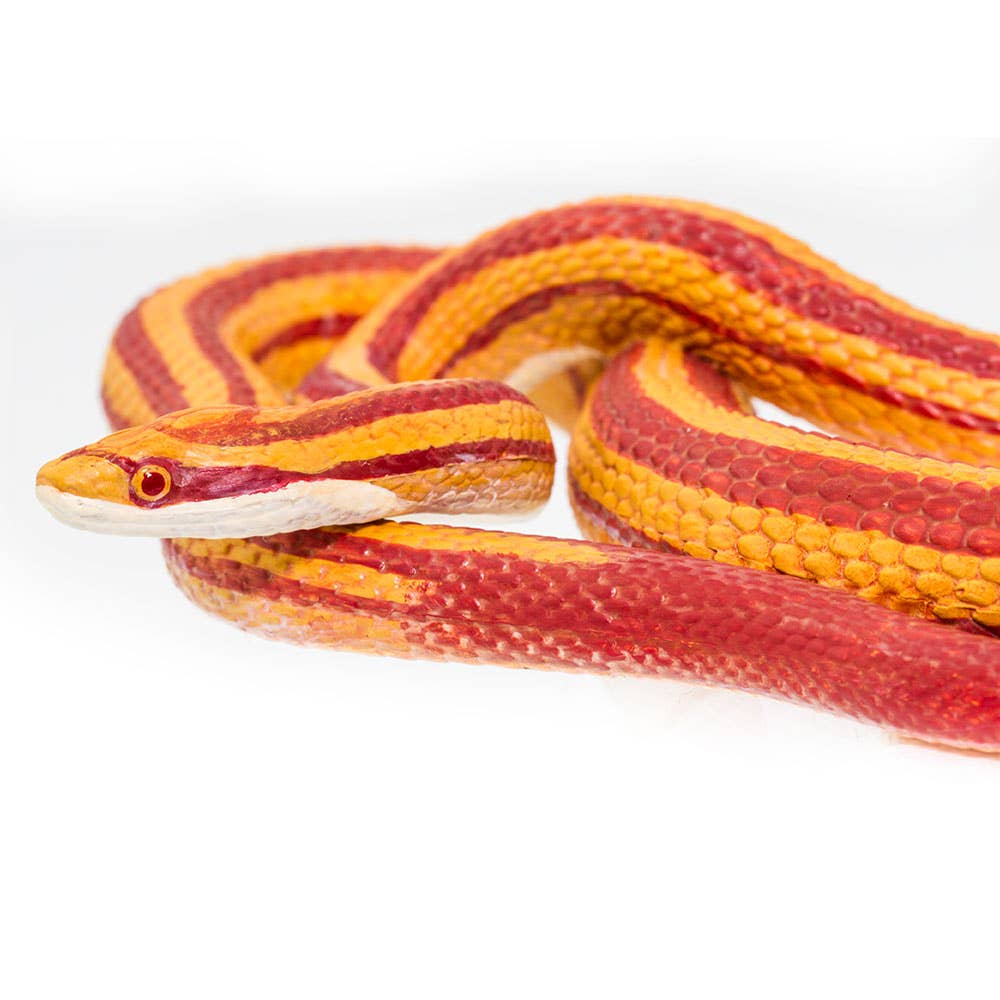 Corn Snake - 100073