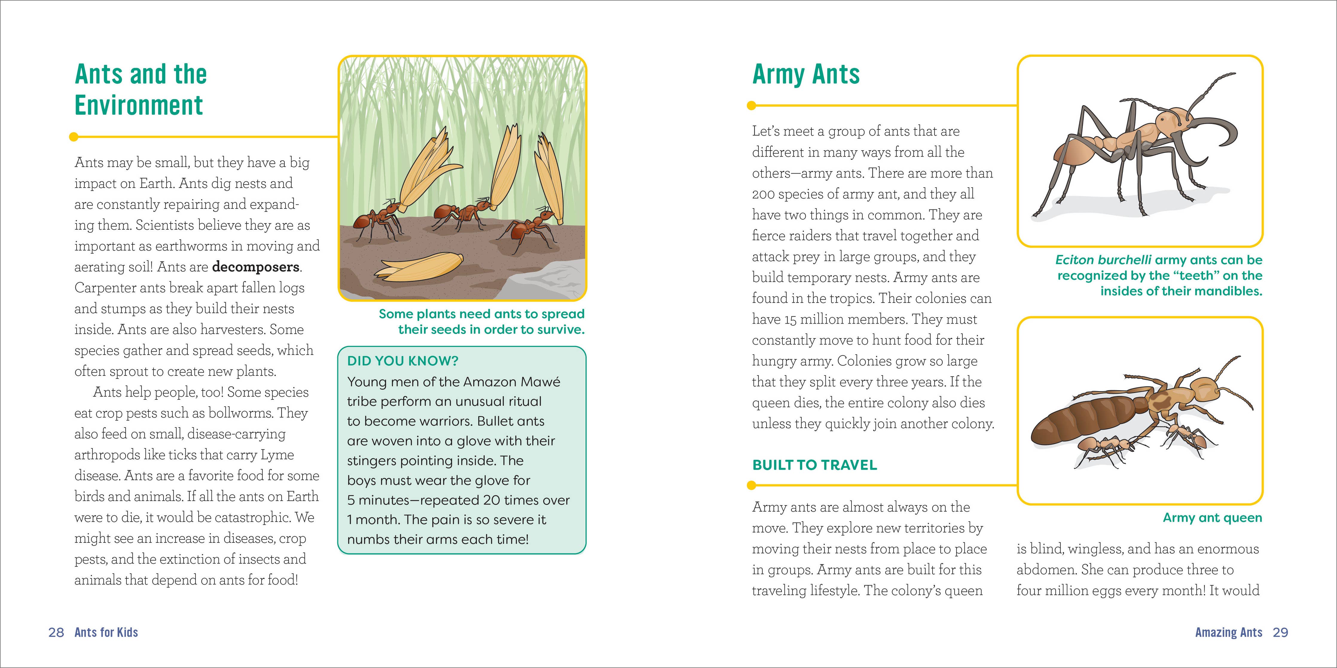 Sourcebooks - Ants for Kids