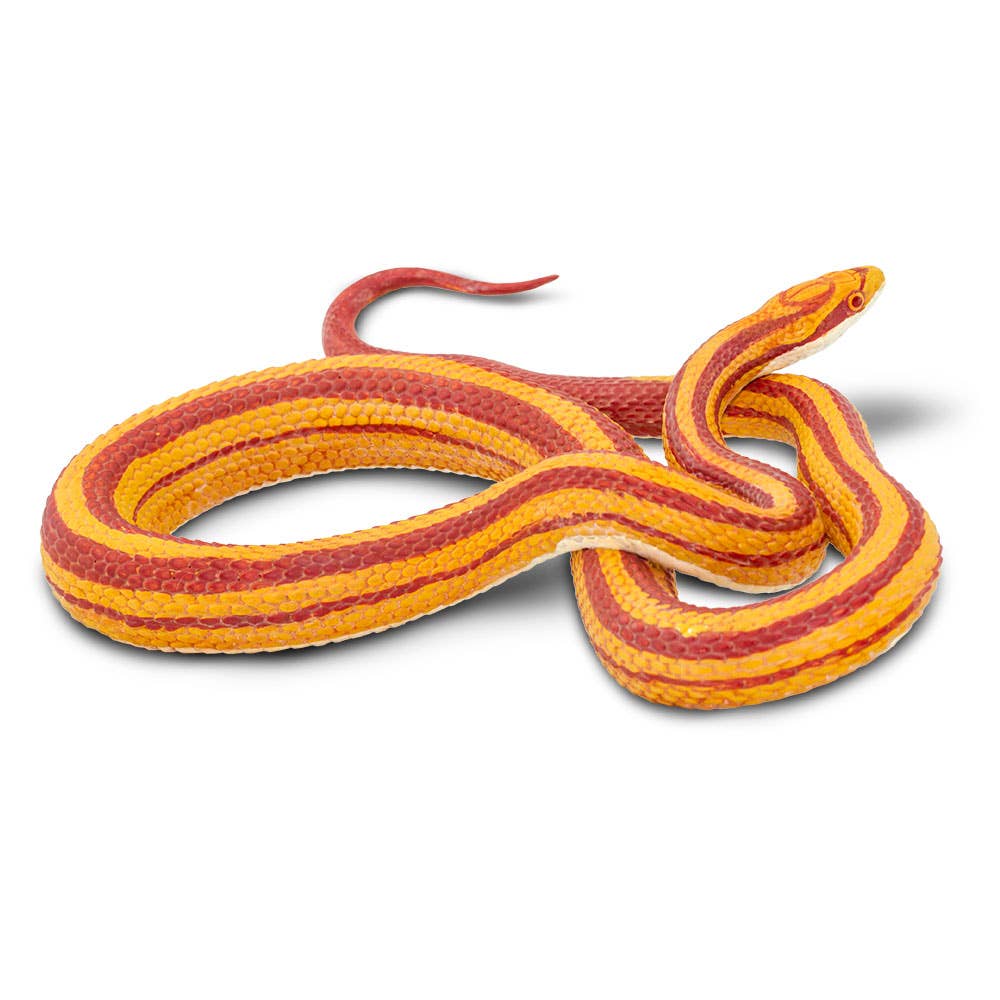 Corn Snake - 100073