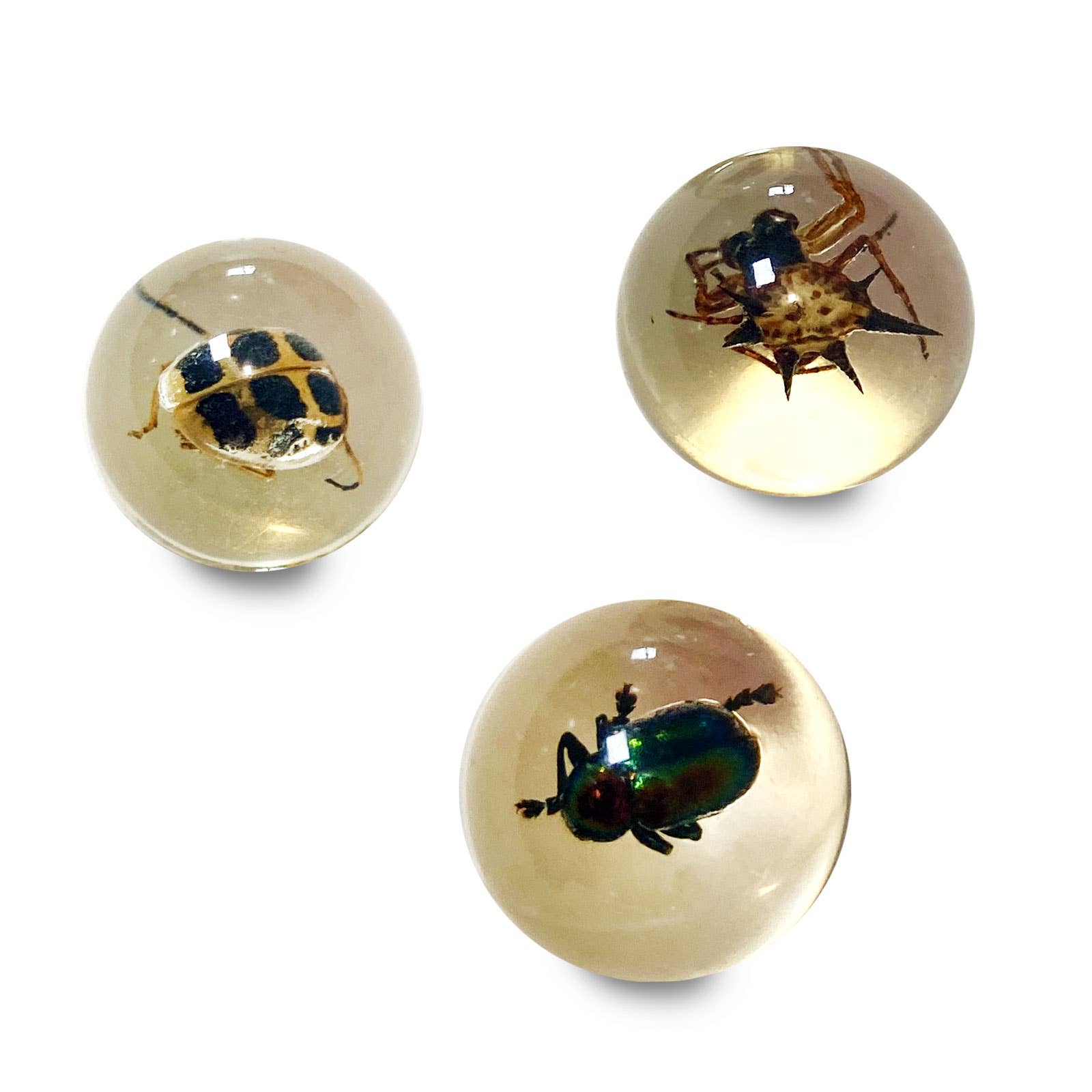 Safari Ltd. - GEOWorld Bug Marbles